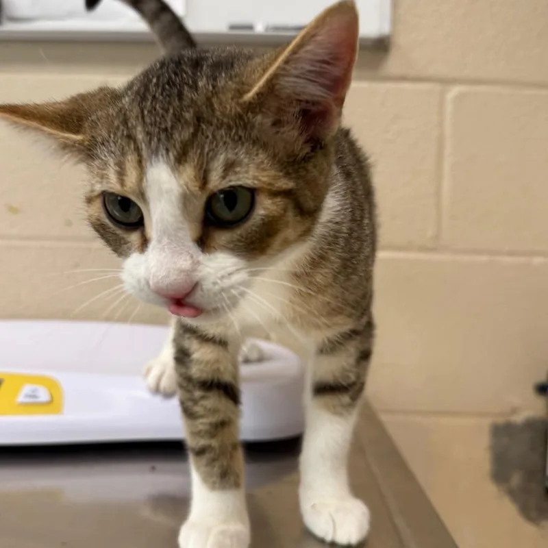 A baby medium-sized male Buff / Tan / Fawn Domestic Short Hair cat named Planet Fitness for adoption in Troy, VA