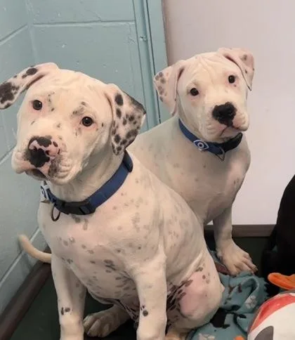 A baby small-sized male American Staffordshire Terrier dog named Inky for adoption in Palm Coast, FL