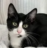 A baby medium-sized male Domestic Short Hair cat named Pancake for adoption in Santa Cruz, CA