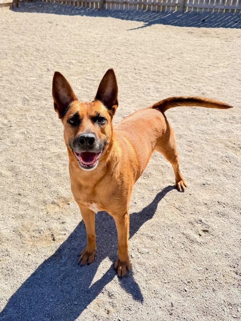 An adult medium-sized female Shepherd dog named Lucky for adoption in Muskegon, MI