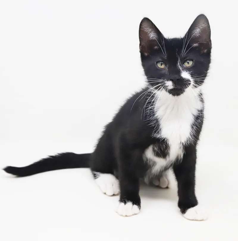 A baby small-sized male Black & White / Tuxedo Tuxedo cat named Alfie our love for adoption in Bedford Hills, NY