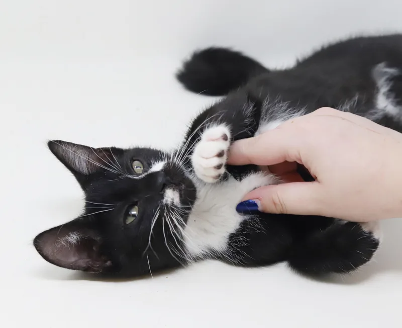 Alfie our love  thumbnail 3