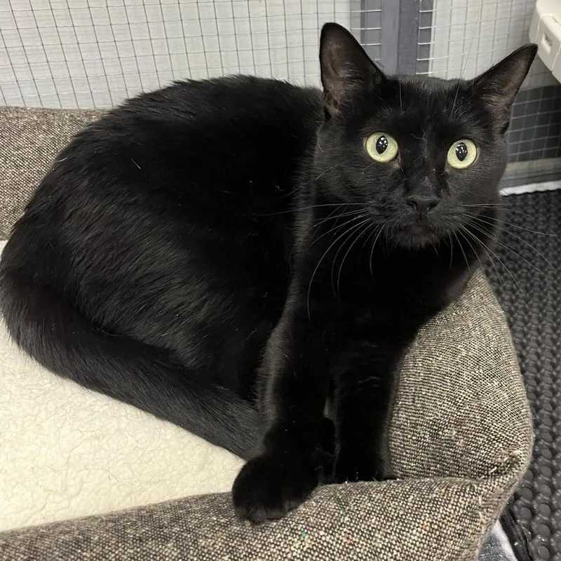 A young large-sized female Black Domestic Short Hair cat named Blacky for adoption in Hamburg, NY