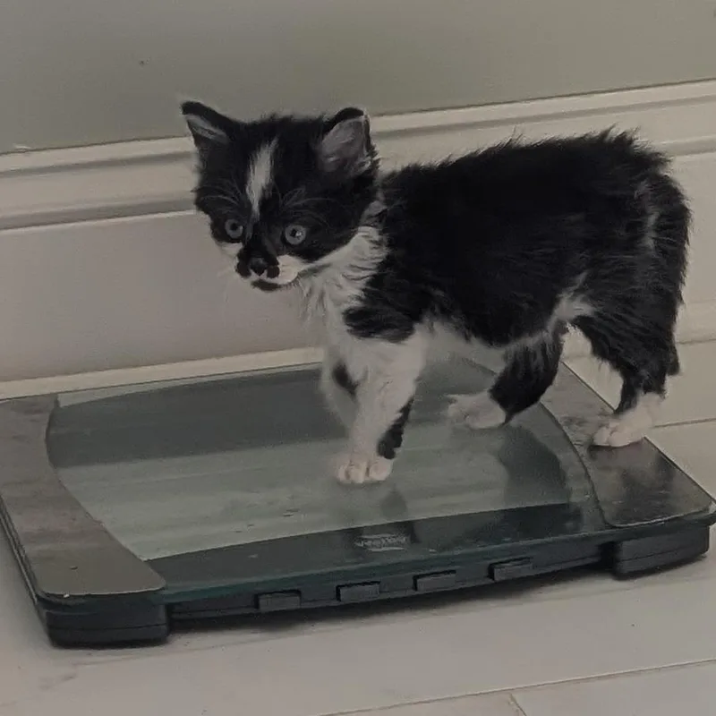 A baby small-sized male Black Domestic Medium Hair cat named Chevron in Frederick for adoption in Alexandria, VA