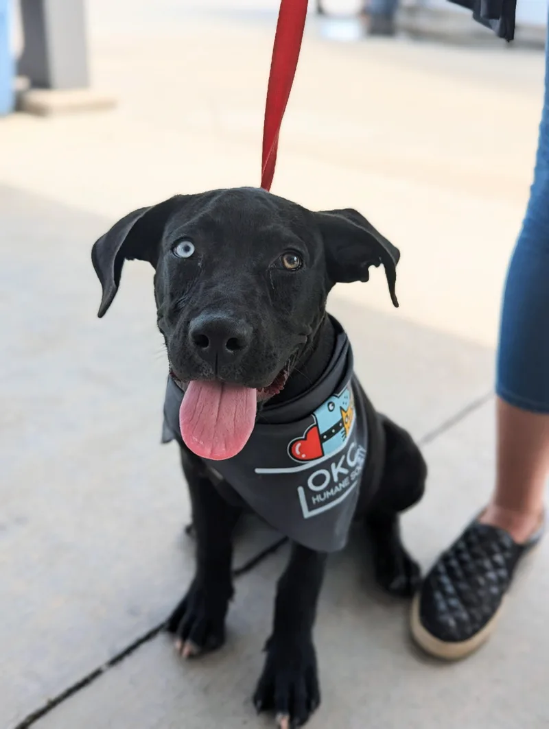 A young large-sized female Black Great Dane dog named Roo for adoption in Okmulgee, OK