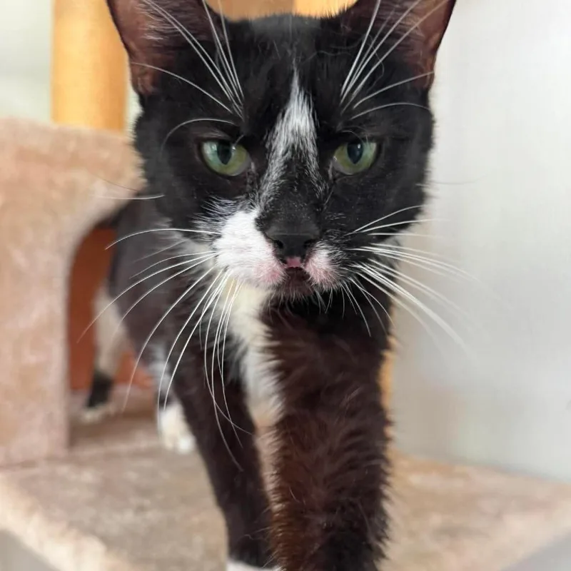 A young small-sized female Black Domestic Short Hair cat named Valerie Velociraptor for adoption in Fredericksburg, VA
