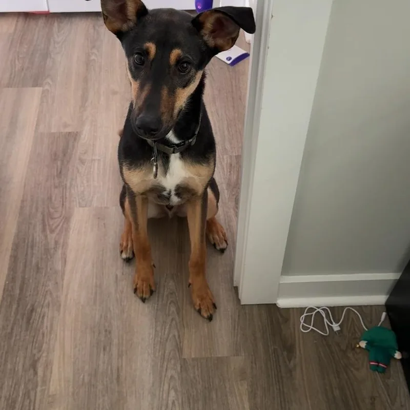 A young large-sized male Black German Shepherd Dog dog named Zeus for adoption in Waxhaw, NC
