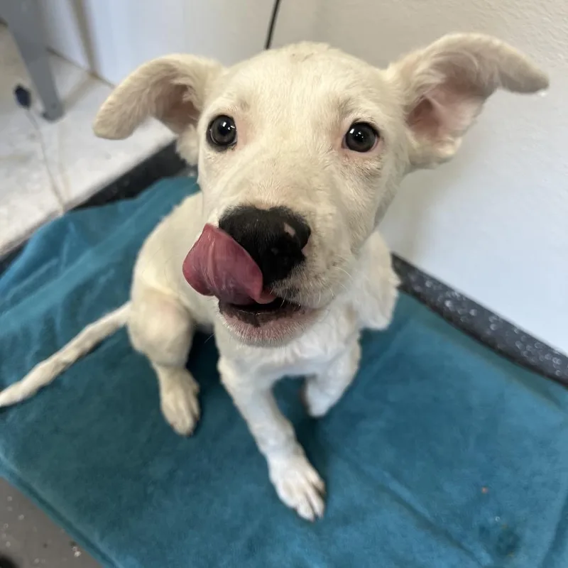 A baby medium-sized male White / Cream Mixed Breed dog named Peter Pan for adoption in Columbiana, AL