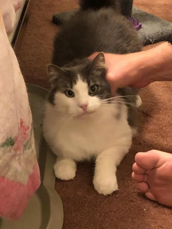 A senior medium-sized male Gray & White Domestic Long Hair cat named Teddy for adoption in Sunnyvale, CA