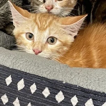 A baby small-sized male Orange / Red Domestic Short Hair cat named Sunny for adoption in Port Charlotte, FL