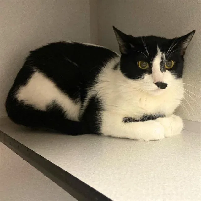 A young medium-sized female Domestic Short Hair cat named Maki for adoption in Aurora, CO