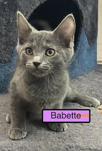 A baby medium-sized female Russian Blue cat named Babette for adoption in Zimmerman, MN
