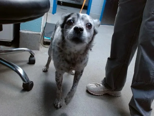 A senior small-sized male Australian Cattle Dog / Blue Heeler dog named Apollo for adoption in Albuquerque, NM