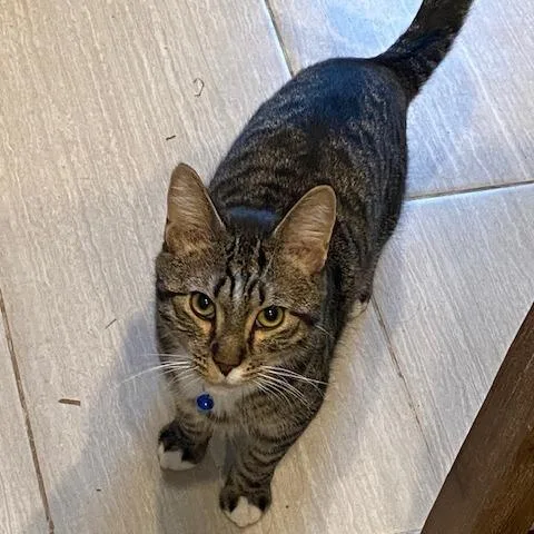 Flannel Pajamas thumbnail 2