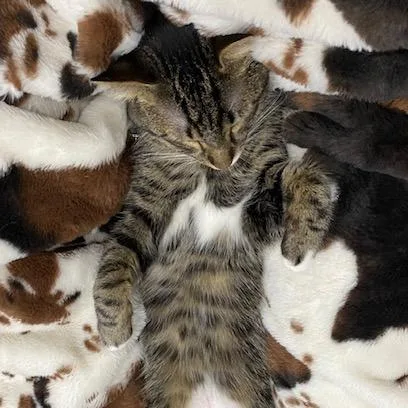 Flannel Pajamas thumbnail 3