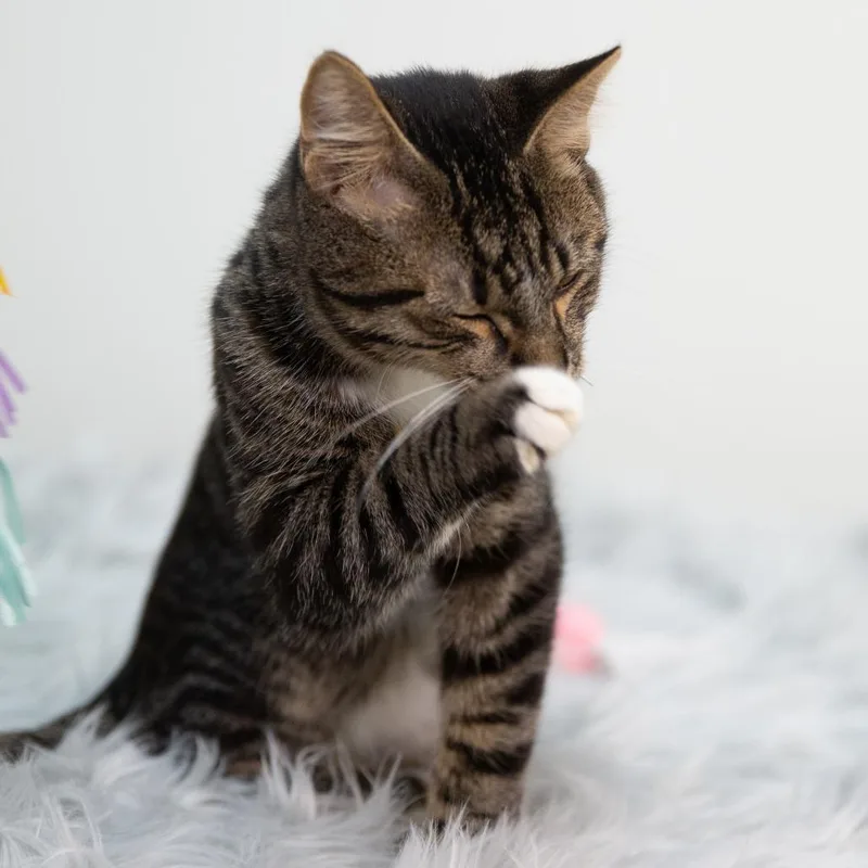 Flannel Pajamas thumbnail 6