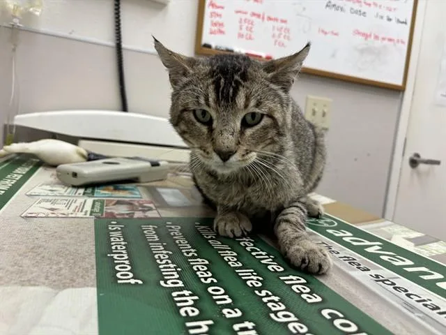 An adult small-sized male Domestic Short Hair cat named Honeydew for adoption in McKinleyville, CA