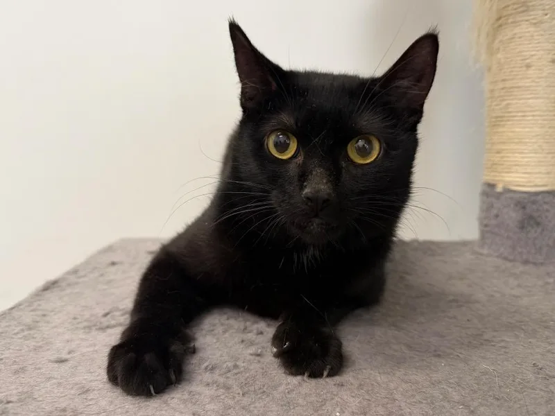 A young small-sized male Domestic Short Hair cat named Neptune for adoption in Powell, OH