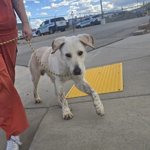 An adult medium-sized male Yellow Labrador Retriever dog named Stanley for adoption in Grand Junction, CO