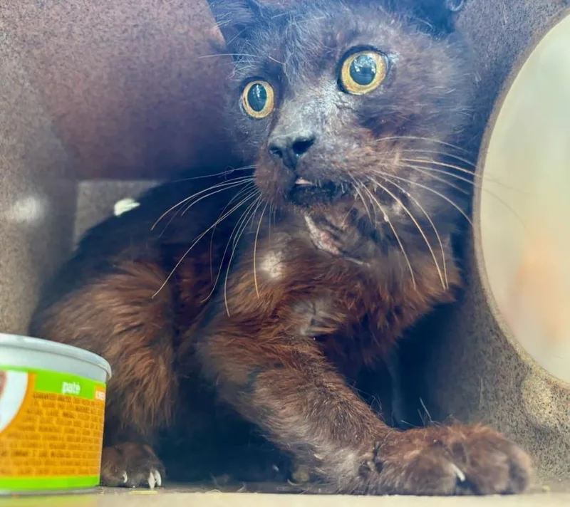 An adult small-sized male Black Domestic Short Hair cat named A for adoption in Woodland, CA