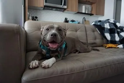 An adult large-sized female Pit Bull Terrier dog named Dior for adoption in Seattle, WA