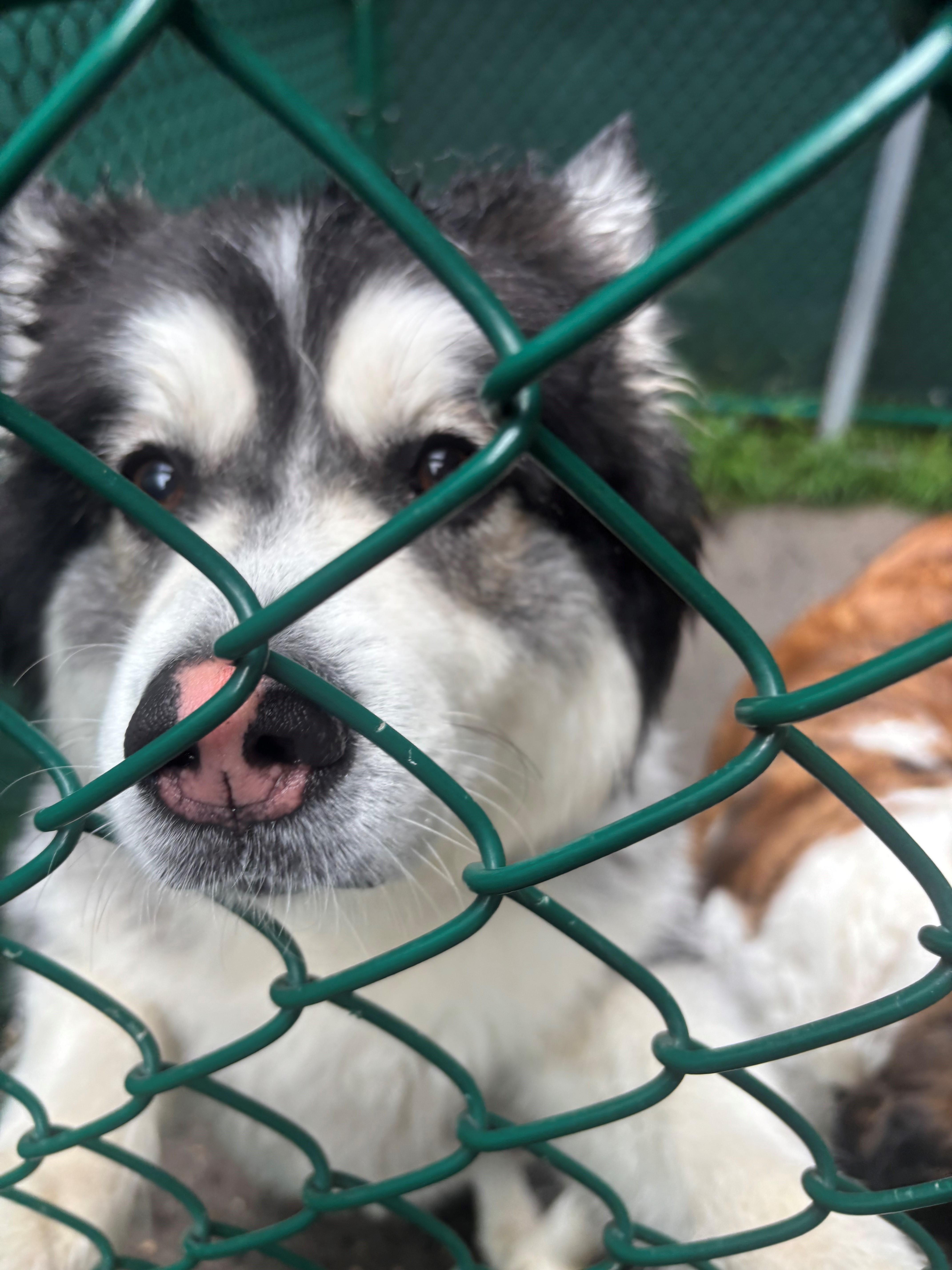 An adult medium-sized male White / Cream Pomeranian dog named Banjo for adoption in Edison, NJ
