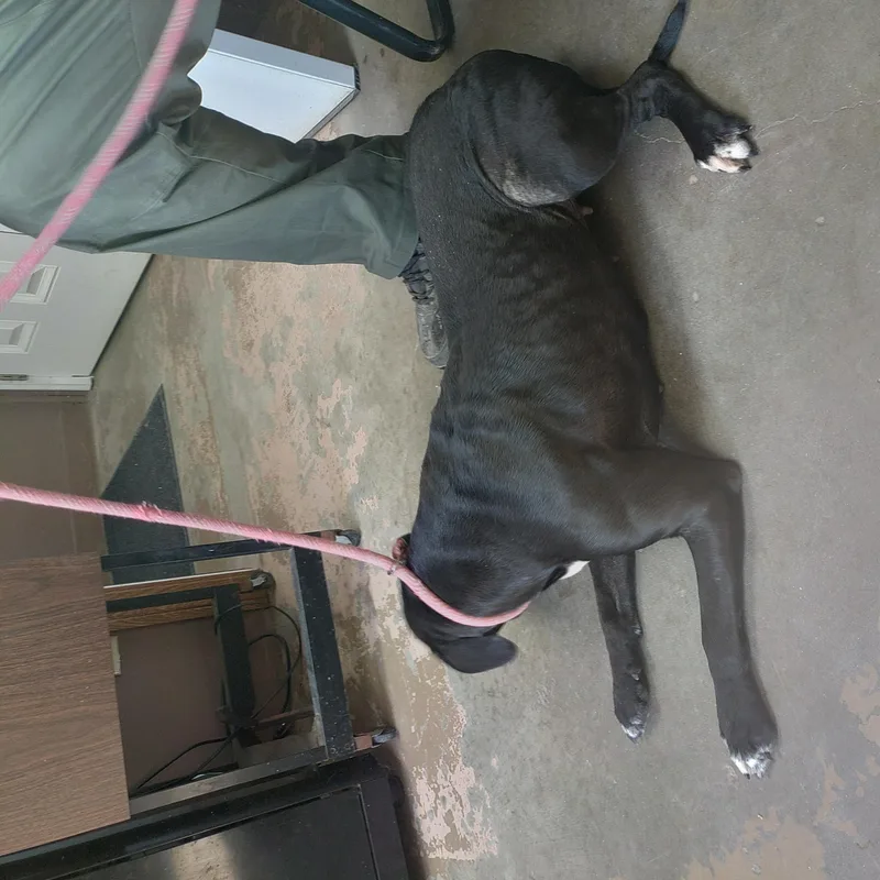 A young medium-sized female Black American Staffordshire Terrier dog named 26-033 for adoption in Carrollton, OH