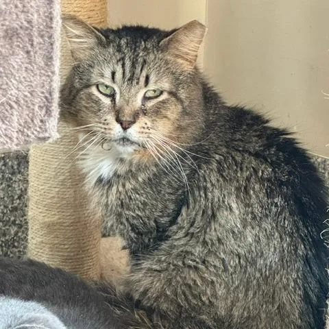 A senior medium-sized male Domestic Medium Hair cat named Emperor for adoption in Cumming, GA