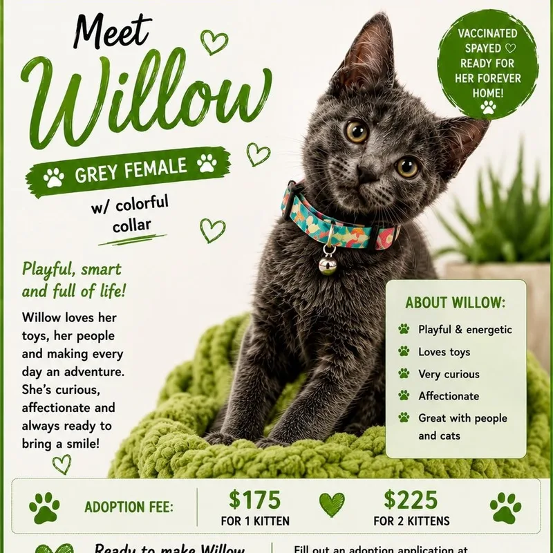 A baby medium-sized female Gray / Blue / Silver Domestic Short Hair cat named Willow for adoption in atlanta, GA