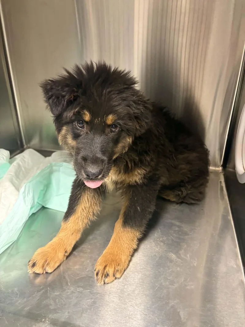 A baby large-sized female Black German Shepherd Dog dog named Louise for adoption in Georgetown, OH