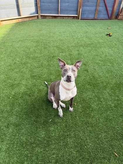 An adult medium-sized female Black Mixed Breed dog named Luna for adoption in Houston, TX