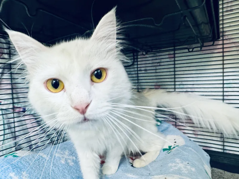 A young large-sized male Domestic Medium Hair cat named Chalk for adoption in Wasilla, AK