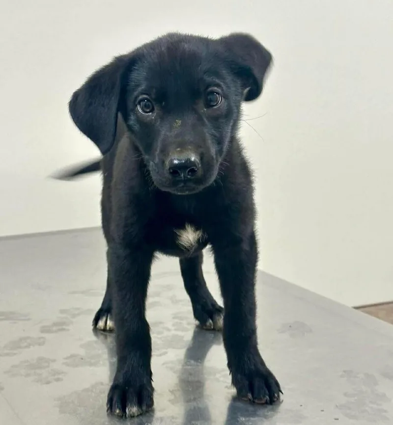 A baby small-sized female Tricolor (Brown, Black, & White) Mixed Breed dog named Ahsoka for adoption in Long Island City, NY