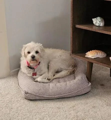 An adult small-sized female Maltese dog named Laurie for adoption in San Diego, CA