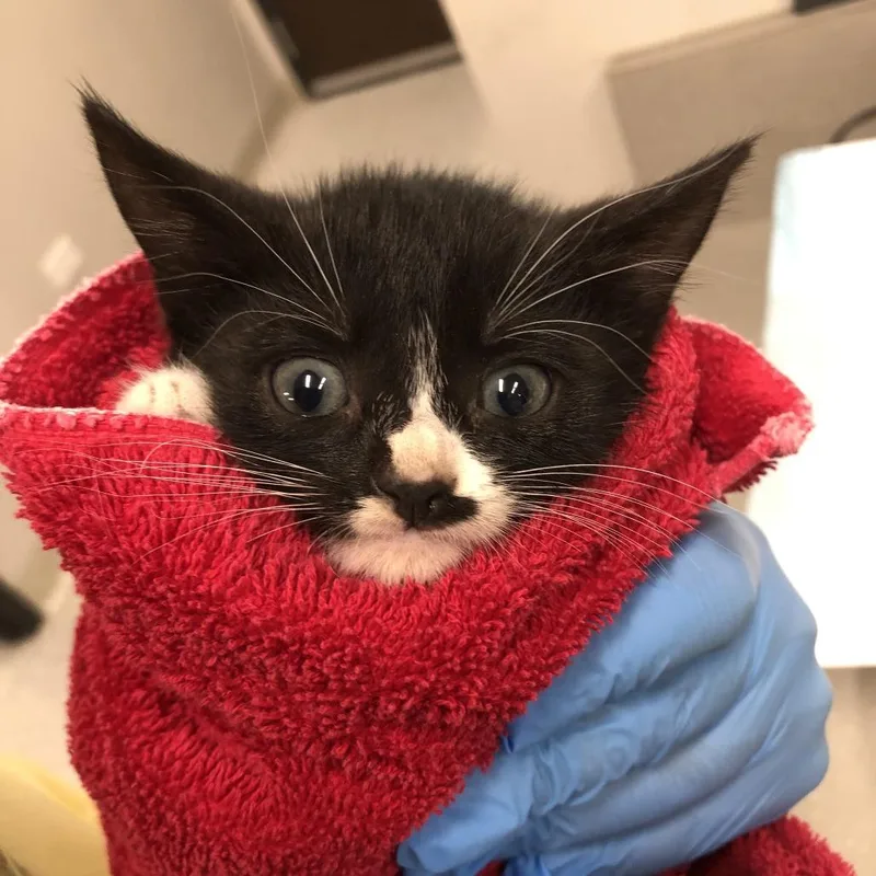 A baby small-sized female Black Domestic Short Hair cat named Jasperina for adoption in Oak Park, IL