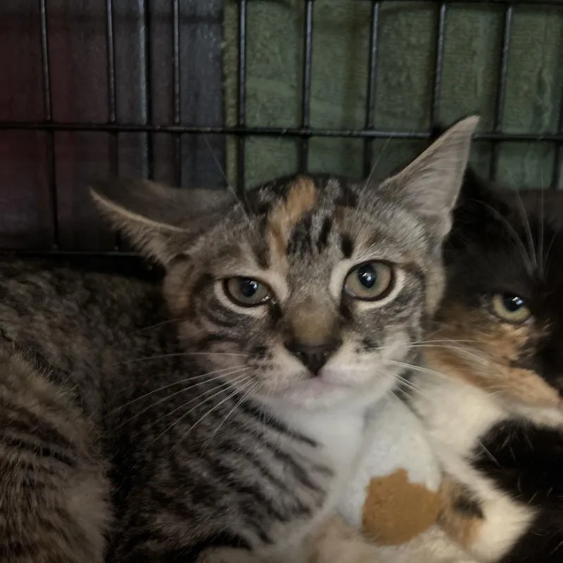 A baby small-sized female Brown / Chocolate Domestic Short Hair cat named Violet for adoption in Ruckersville, VA