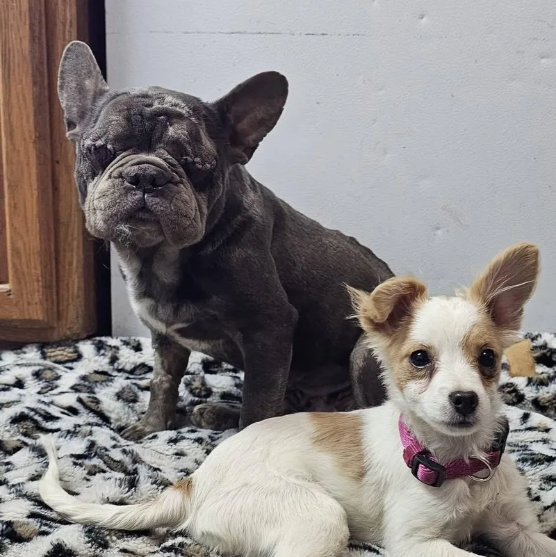 An adult small-sized female Gray / Blue / Silver French Bulldog dog named Meemaw Maddie for adoption in Pocatello, ID