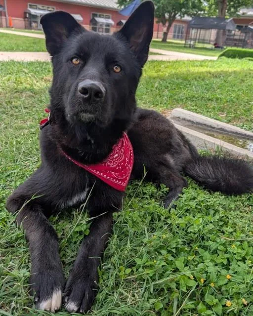 A young large-sized male German Shepherd Dog dog named Lucas for adoption in San Antonio, TX