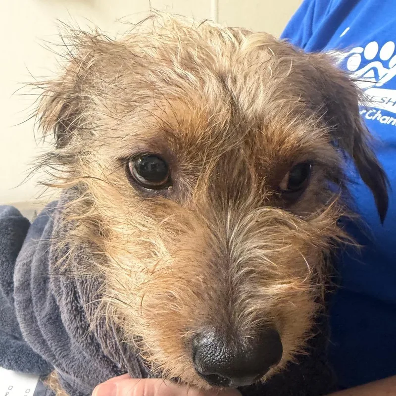 An adult small-sized male Brown / Chocolate Mixed Breed dog named Slate for adoption in Pekin, IL