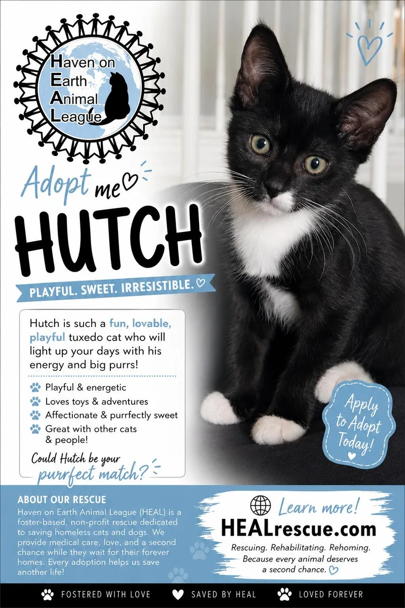 A baby medium-sized male Tuxedo cat named Hutch for adoption in Fort Myers, FL