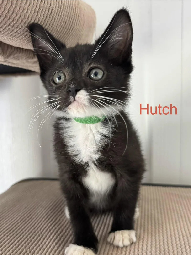 Hutch thumbnail 2