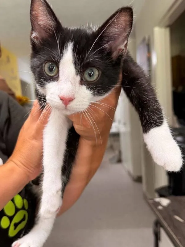 A baby small-sized male Domestic Short Hair cat named Zymier for adoption in Morristown, TN