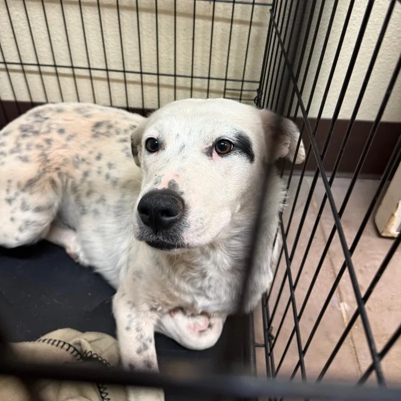A young medium-sized female Gray / Blue / Silver Australian Cattle Dog / Blue Heeler dog named Serene for adoption in Flagstaff, AZ