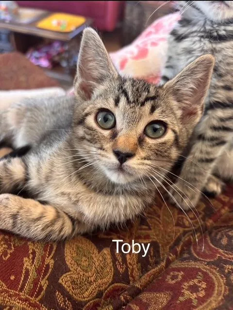 A baby small-sized female Tabby (Gray / Blue / Silver) Domestic Medium Hair cat named Toby for adoption in Santa Maria, CA