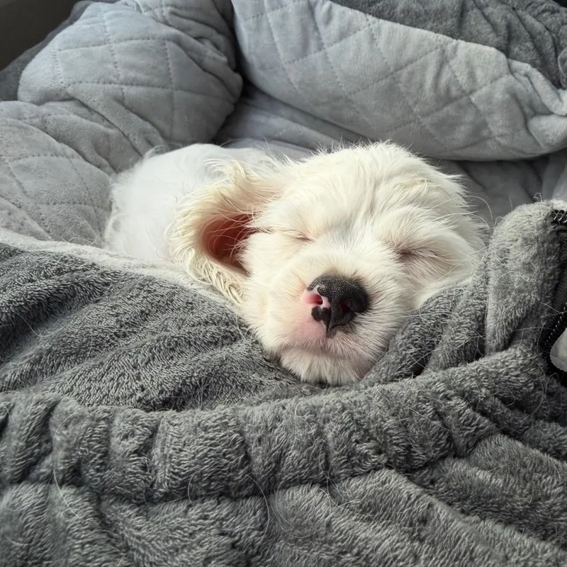 A baby small-sized male White / Cream Cocker Spaniel dog named Frank Gallagher for adoption in Northbrook, IL