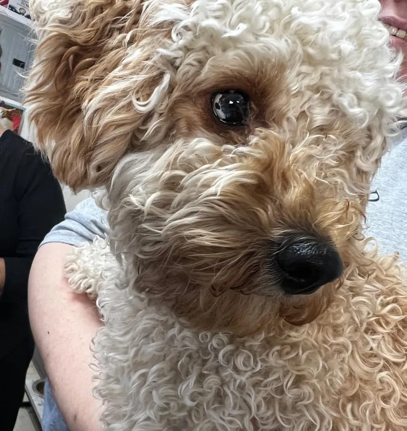 A young medium-sized male Poodle dog named Teddy for adoption in Pomona, NY