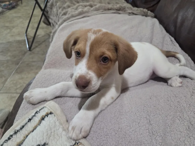 A baby medium-sized male Golden Australian Cattle Dog / Blue Heeler dog named Timber for adoption in Cave Creek, AZ
