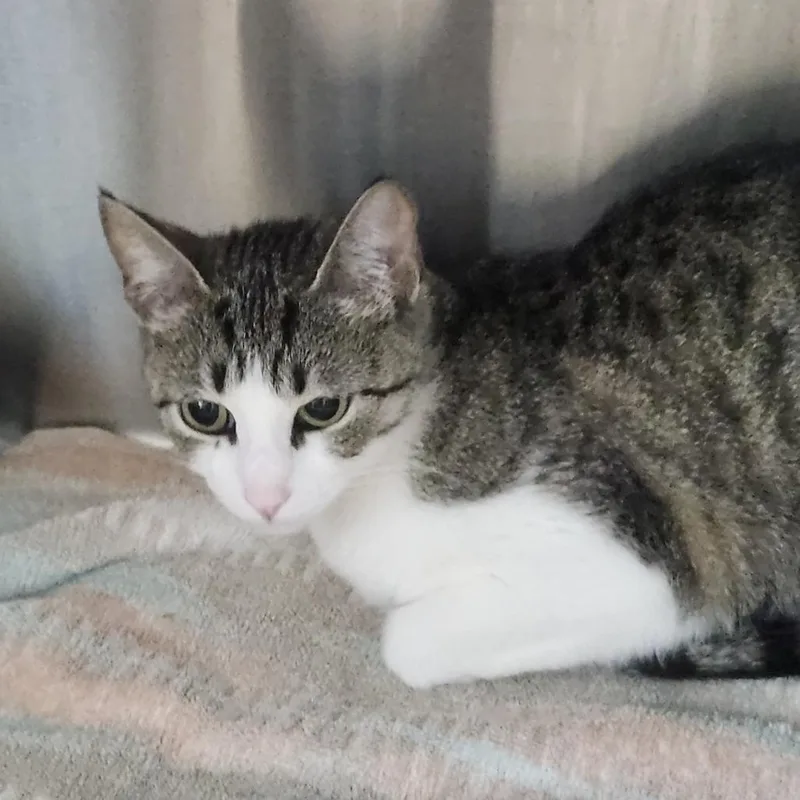 An adult medium-sized female Brown / Chocolate Domestic Short Hair cat named Skits for adoption in Clearwater, FL