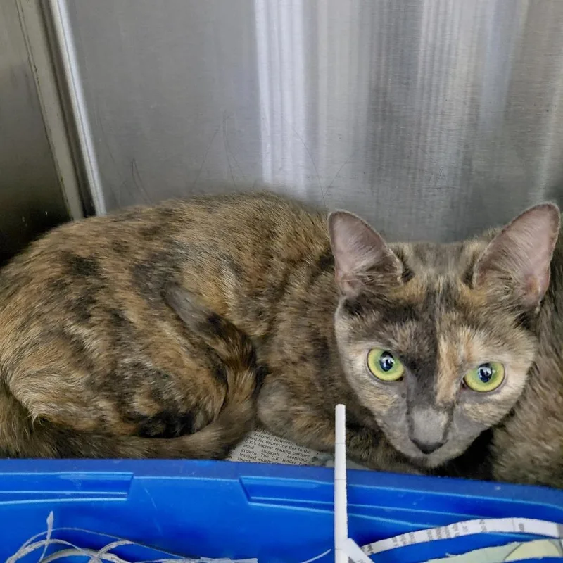 An adult medium-sized female Gray / Blue / Silver Domestic Short Hair cat named Bandit for adoption in Philadelphia, PA