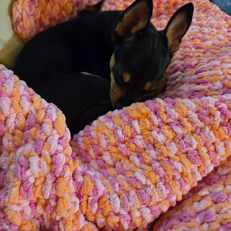 A young small-sized female Chihuahua dog named Noodle for adoption in Rochester, MN
